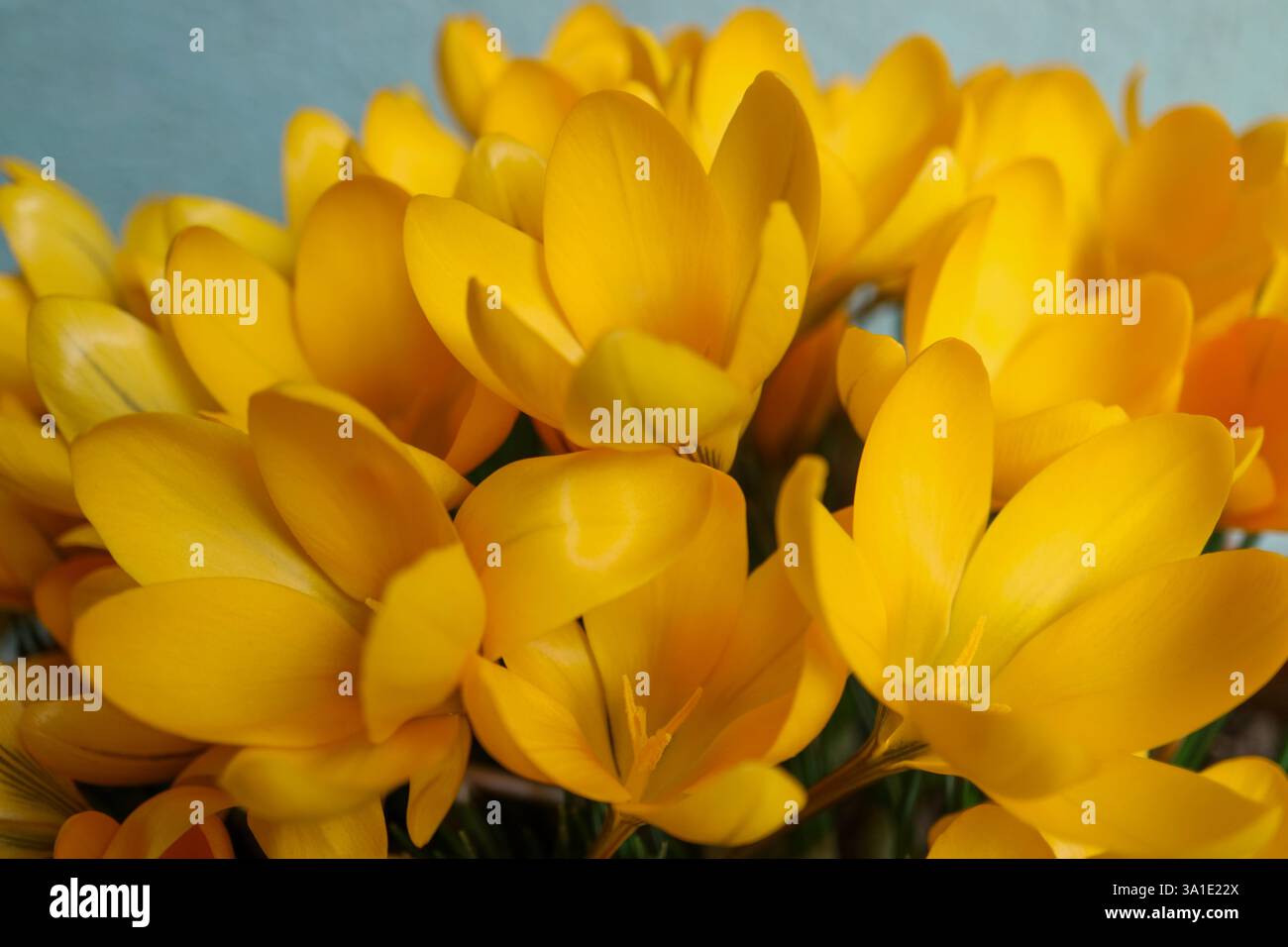 Croci gialli con petali e stami morbidi, croci gialli in fiore nel giardino, fiori di primavera macro, bellezza in natura, fot floreale Foto Stock