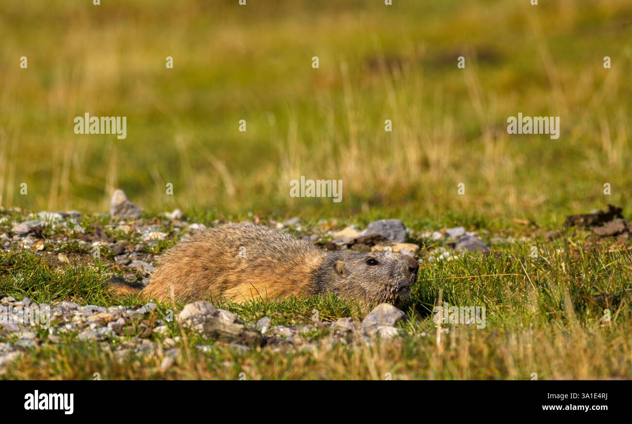 Marmotta circondata da prati verdi, Alpi occidentali, Italia Foto Stock
