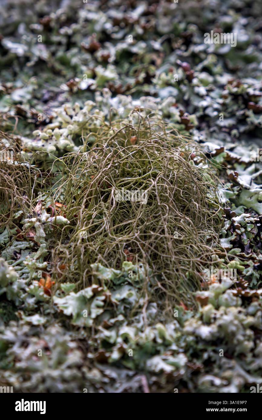Licheni secchi circondati da muschio verde più piccolo essiccato, creando una scena naturale strutturata Foto Stock