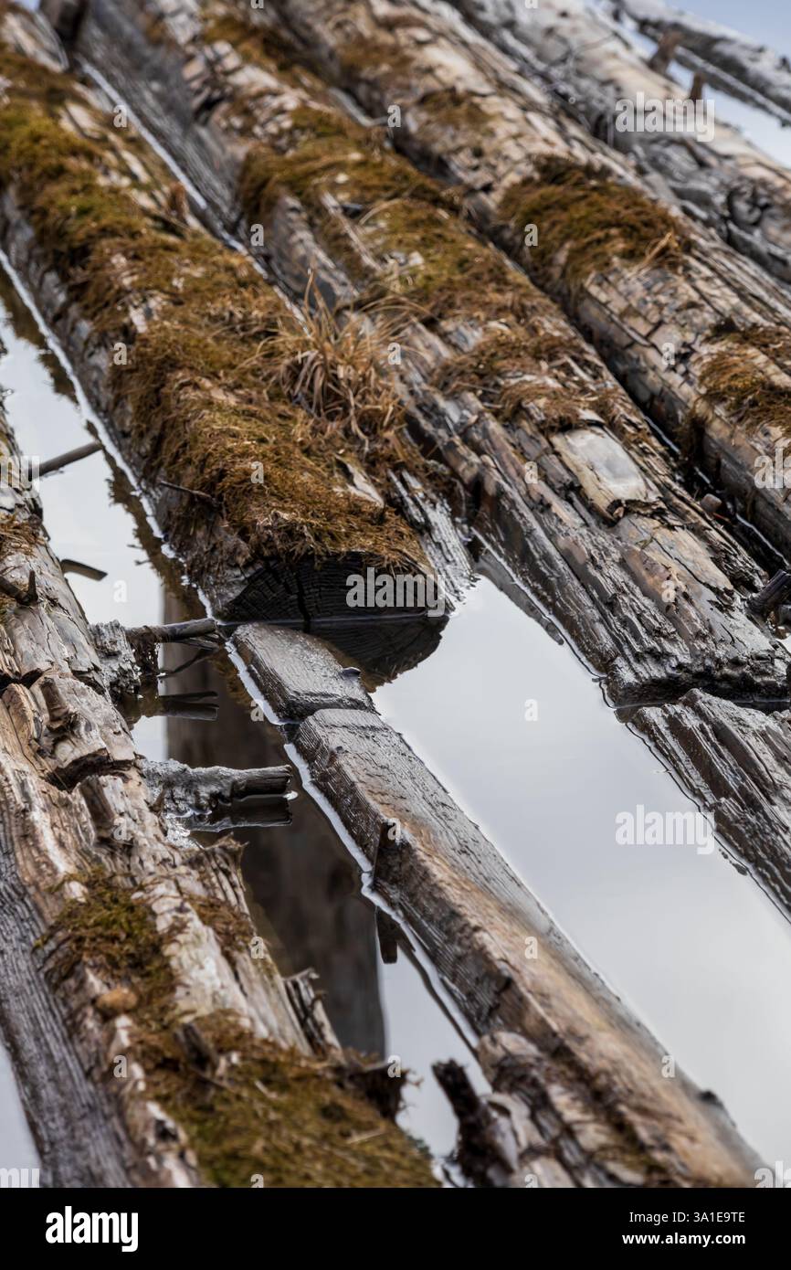 Pontile galleggiante in decomposizione fatto di tronchi, ricoperti di muschio, che si getta nell'acqua, mostrando la natura che recupera strutture artificiali Foto Stock
