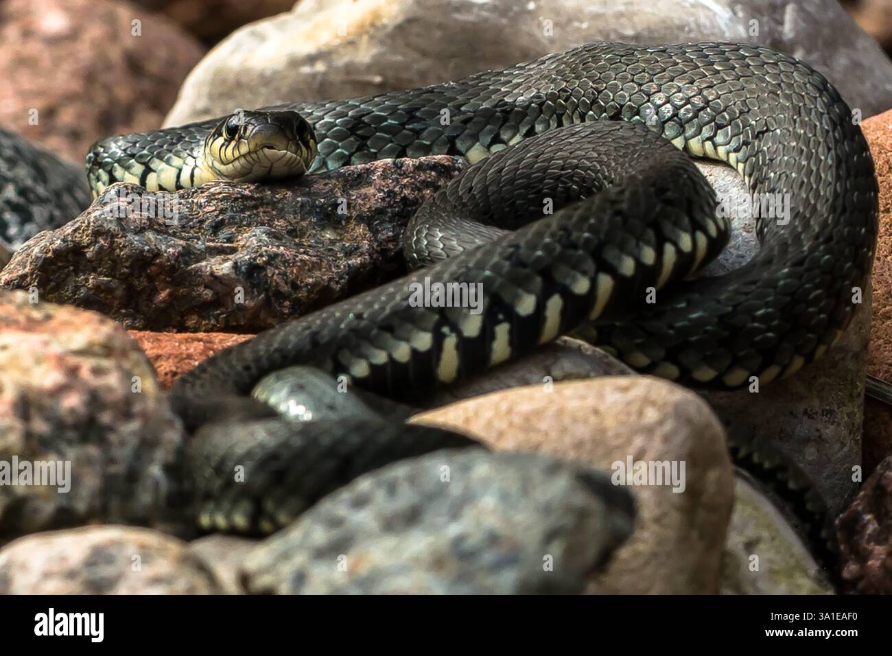 bella testa di serpente su una pietra Foto Stock