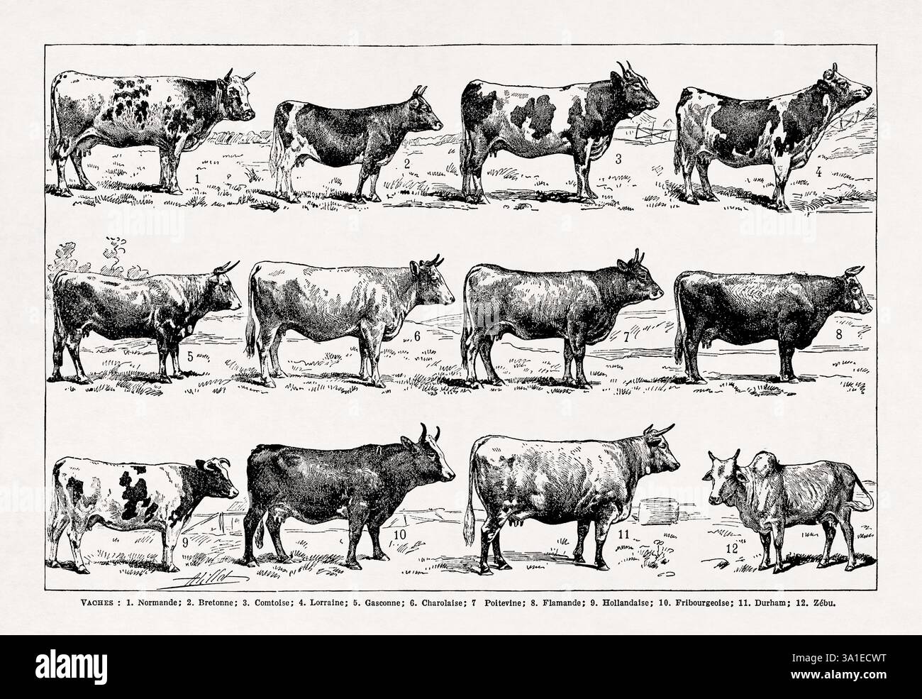 Vecchia illustrazione sulla razza francese di mucche di Adolphe Philippe Millot stampata in un dizionario francese della fine del XIX secolo. Foto Stock
