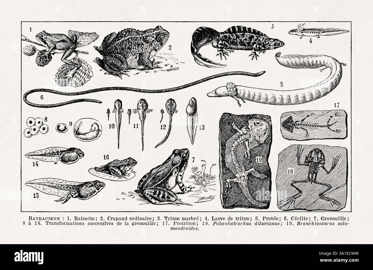 Vecchia illustrazione sull'erpetologia (lo studio degli anfibi e dei rettili) di Adolphe Philippe Millot stampata in un dizionario francese della fine del XIX secolo. Foto Stock