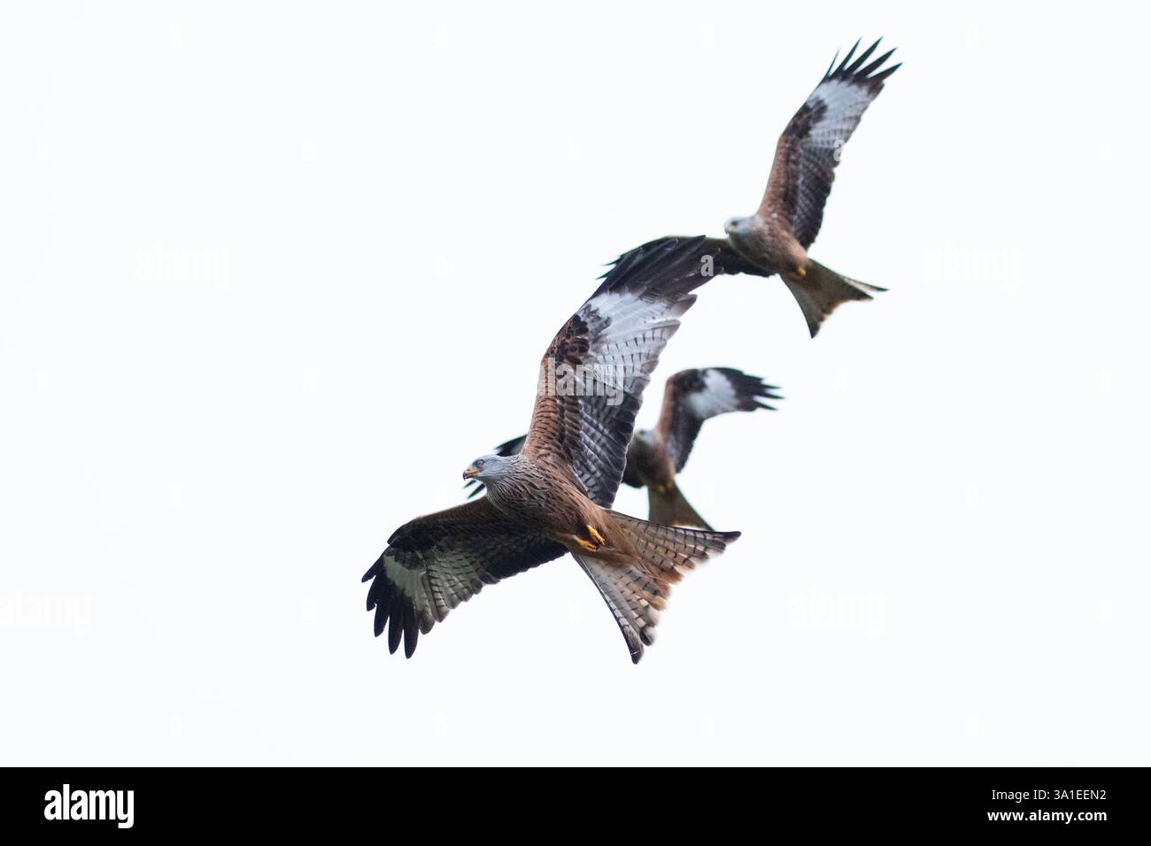 Uno stormo di aquiloni rossi che volano sopra i cieli del Galles rurale. Foto Stock