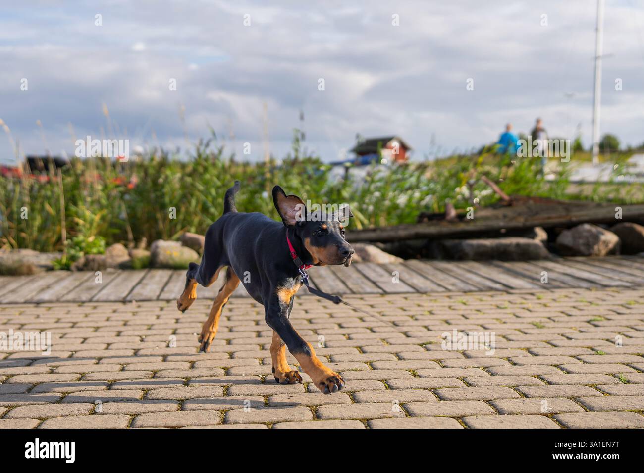 Cucciolo nero e marrone dobermann che corre sul molo del porto. Cucciolo Doberman con orecchie naturali, coda naturale fotografata all'aperto nella natura. Foto Stock