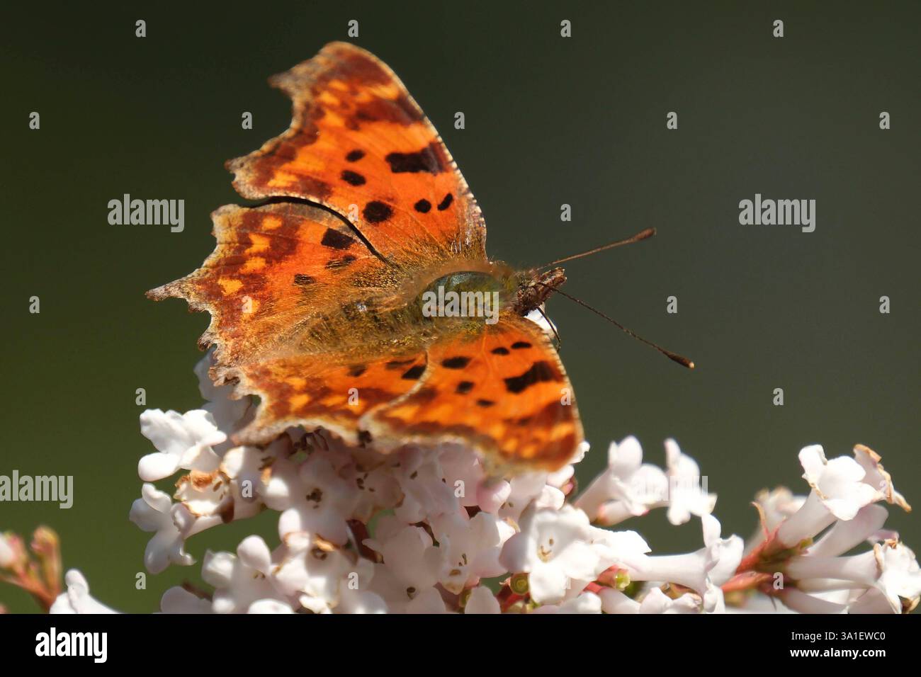 Schmetterling Set Creativo Per Creare Insetti Con Perline E Filo - Gioco Fai Da Te Per Bambini