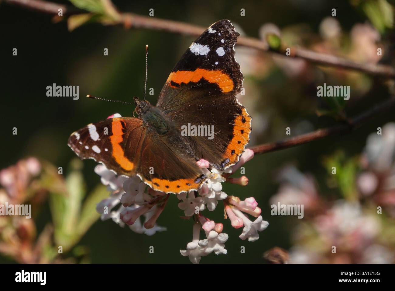 L'ammiraglio (Vanessa atalanta, SYN.: Pyrameis atalanta) è una farfalla diffusa dell'emisfero settentrionale della famiglia Nymphalidae Foto Stock