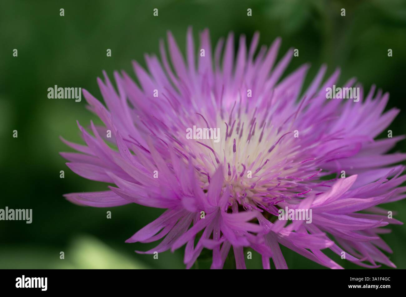 Beato cardo di latte fiori nel campo, primo piano. Silybum marianum rimedio a base di erbe, Cardo mariano di Santa Maria fiorisce Foto Stock