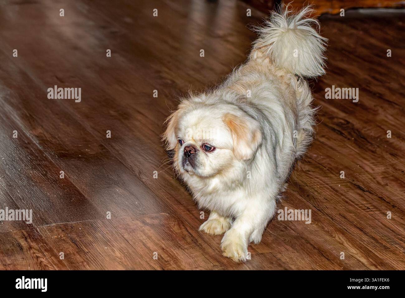 Piccola, pekinese bianco di 8 anni Foto Stock