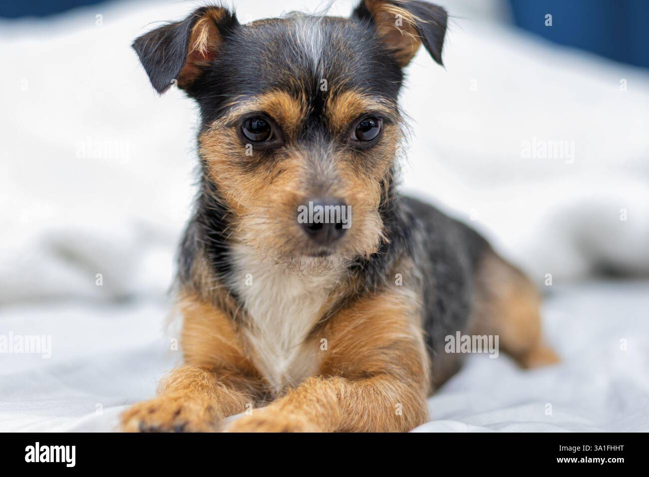 Ritratti di un simpatico cane di razza mista che guarda la macchina fotografica Foto Stock