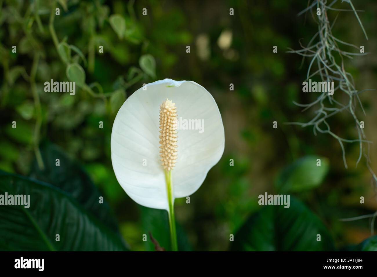 Primo piano di un fiore di giglio tranquillo (Spathiphyllum wallisii) piantato in un giardino all'aperto, con bassa profondità di campo Foto Stock