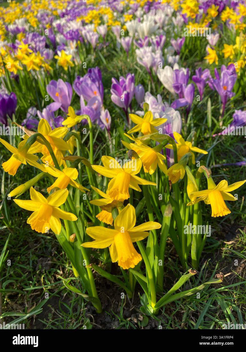Spring Daffodils e Crocus in primavera fioriscono - Immagine stock catturata con smartphone