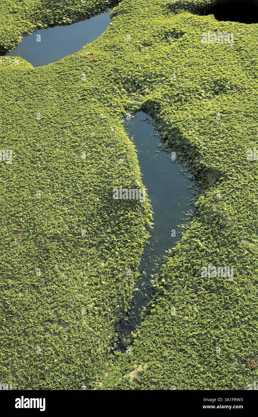 L'acqua dell'alta marea intrappolata in Puddles riflette il cielo, la roccia costiera, Porbander, India, Asia Foto Stock