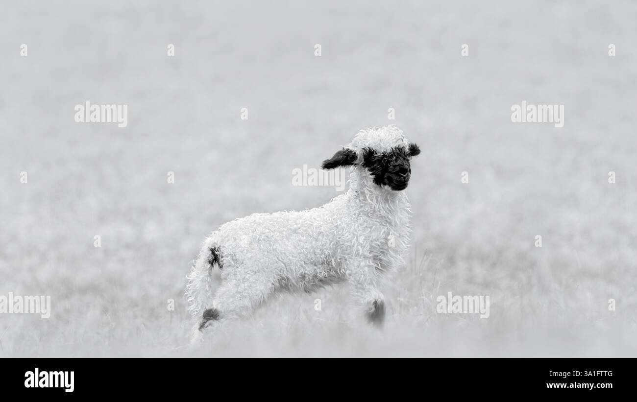 Fotografia in bianco e nero di un agnello valais Blacknose su un prato, monocromatico, alto profilo, spazio copia, 16:9 Foto Stock