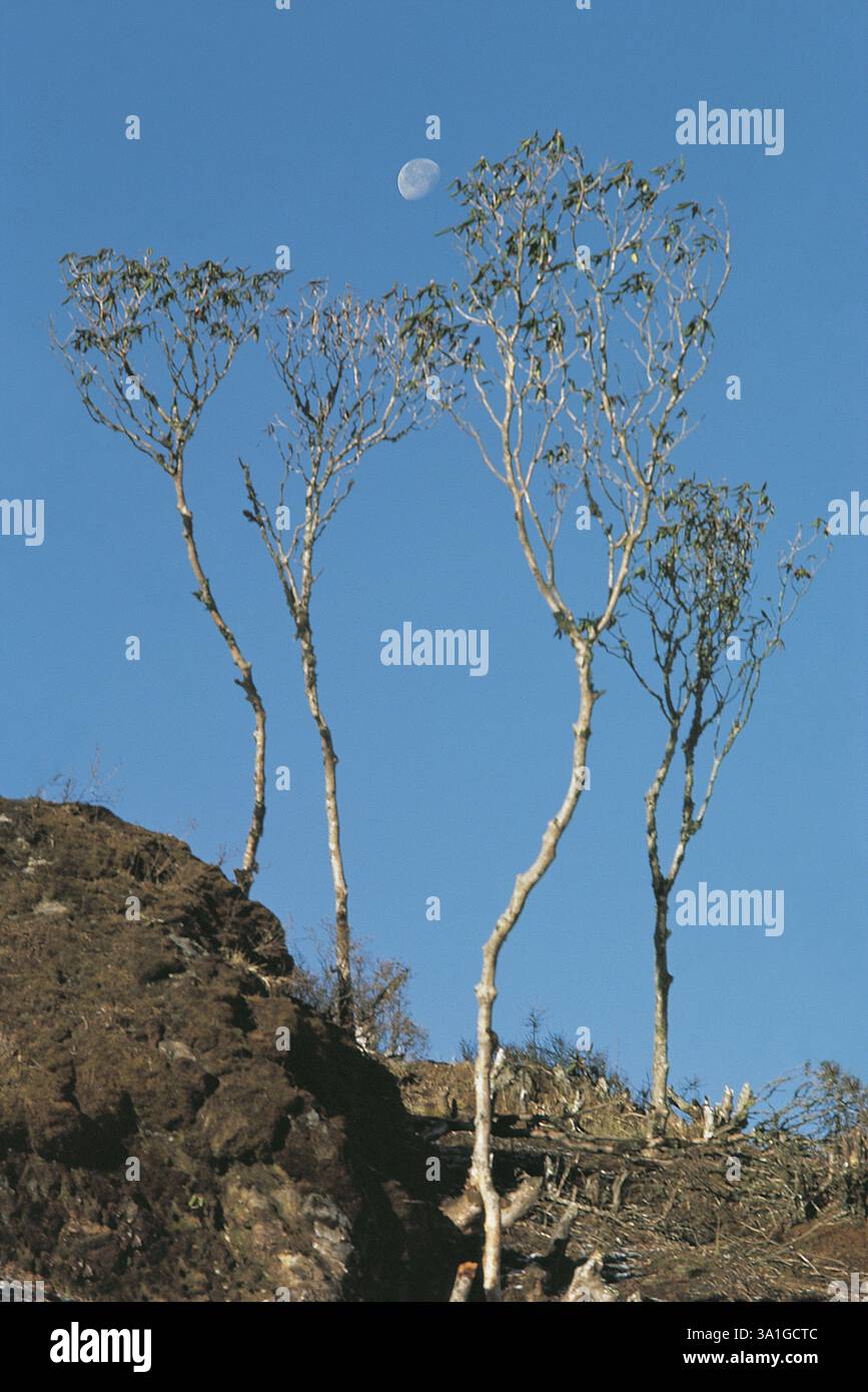Tronchi di rododendri nani che crescono sulla cresta di Singalila vicino a Sandakphu, Sikkim, India, Asia Foto Stock