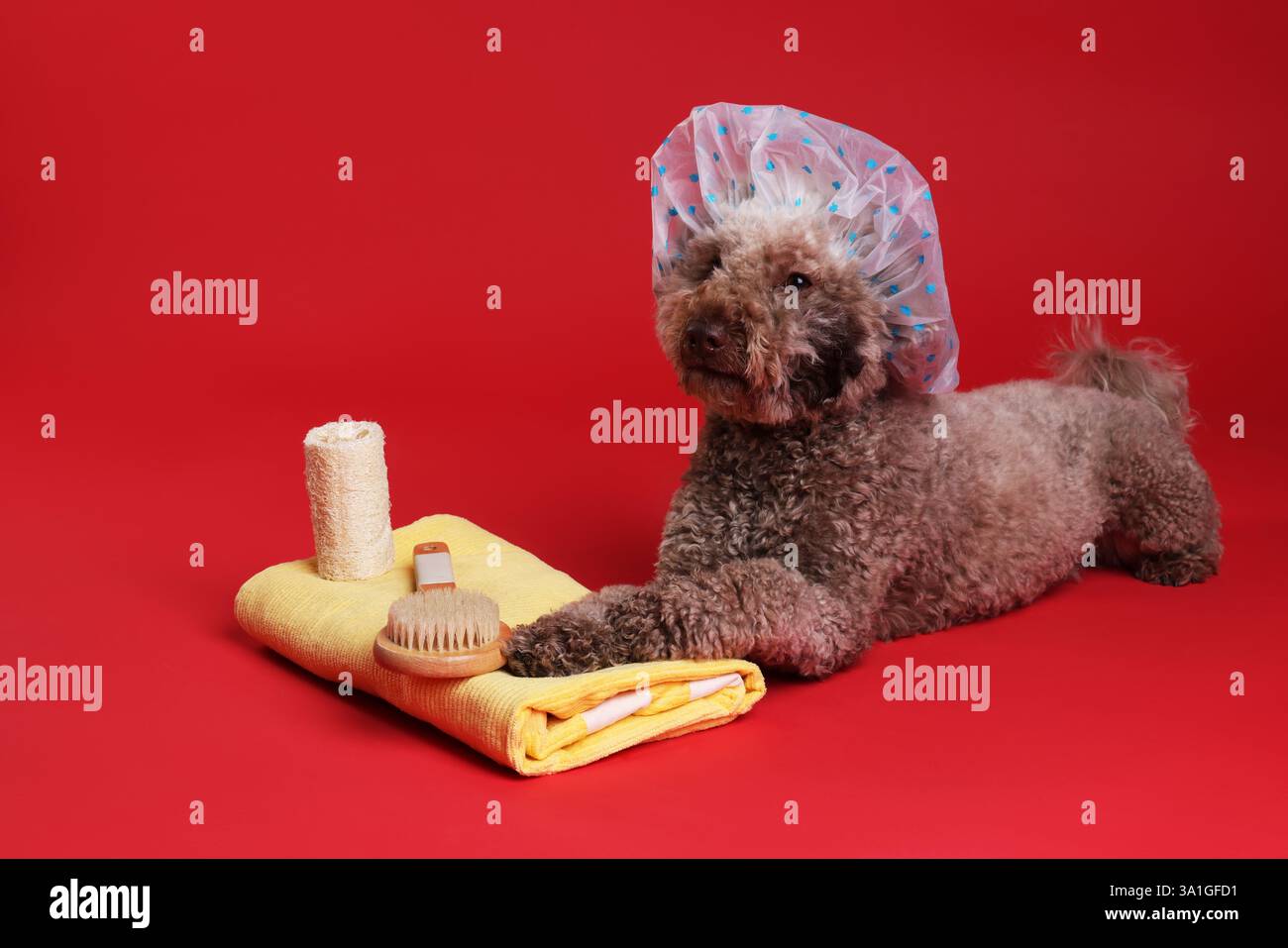 Cane carino con cuffia da doccia e altri accessori da bagno su sfondo rosso Foto Stock