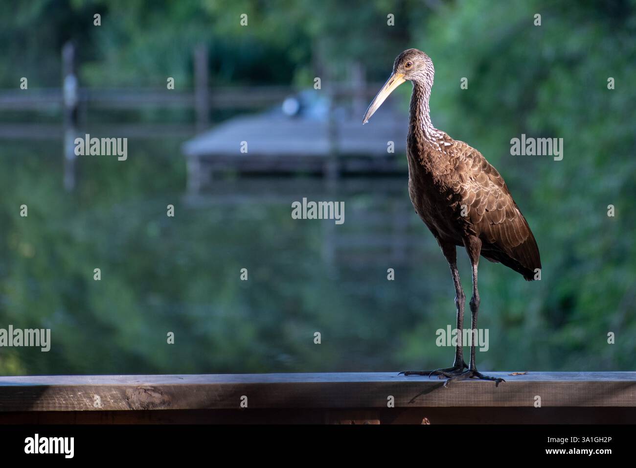 Una zuppa (Aramus guarauna), chiamata anche carrao, courlan, e uccello che piange, vista nella riserva naturale Reserva ecologica Costanera Sur a Buenos Aires, Arg Foto Stock