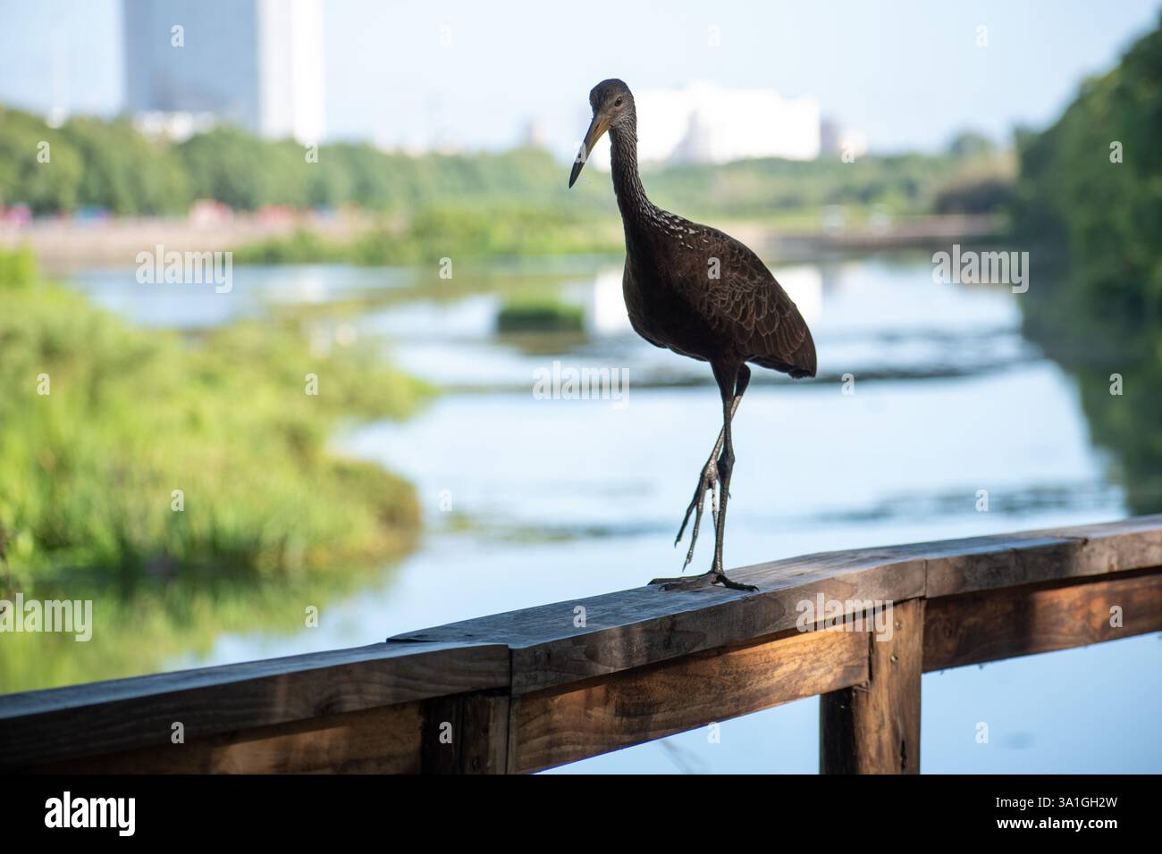 Una zuppa (Aramus guarauna), chiamata anche carrao, courlan, e uccello che piange, vista nella riserva naturale Reserva ecologica Costanera Sur a Buenos Aires, Arg Foto Stock