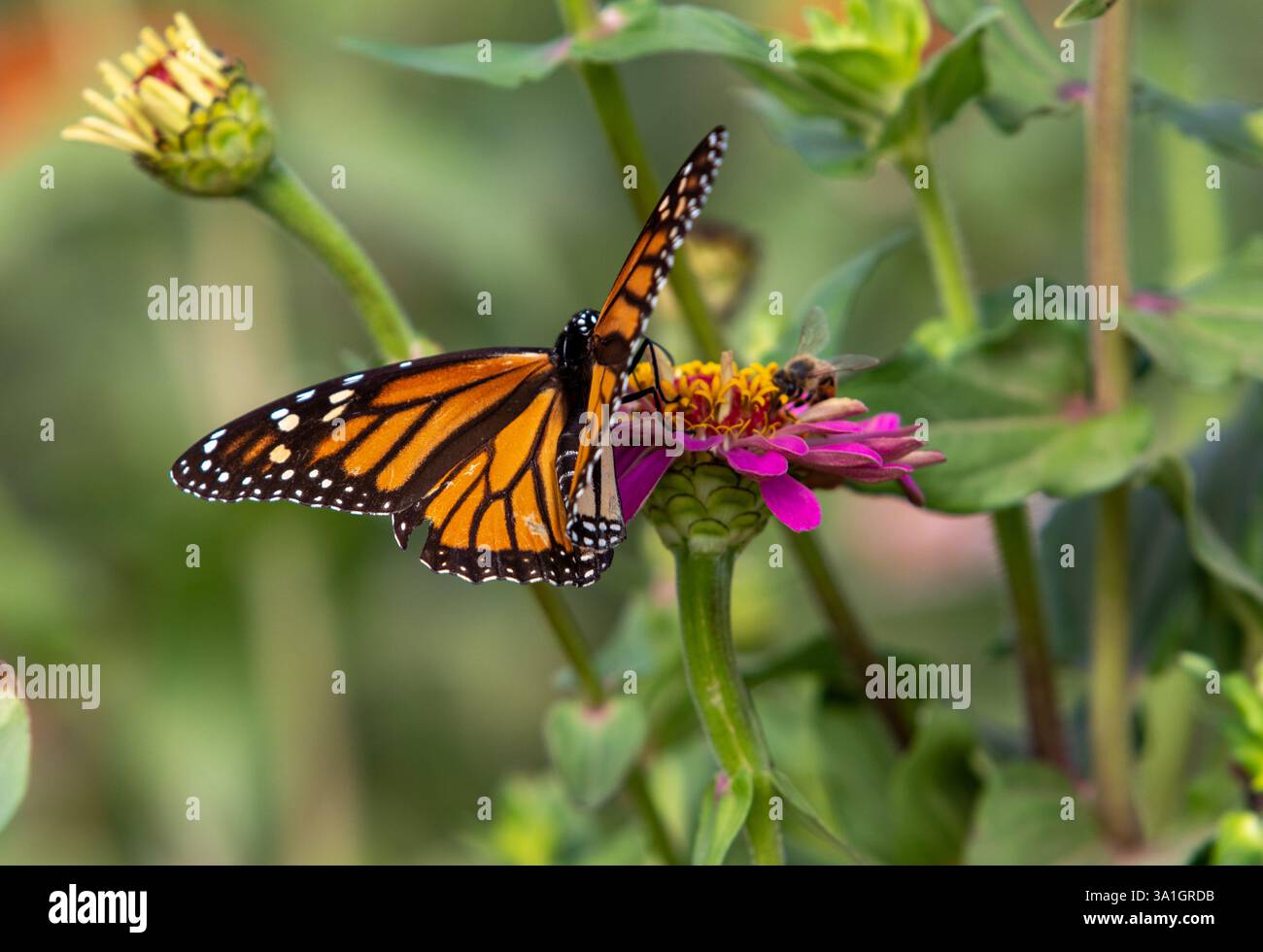 Farfalla e ape che riposano su fiori selvatici colorati nella regione collinare del Texas Foto Stock