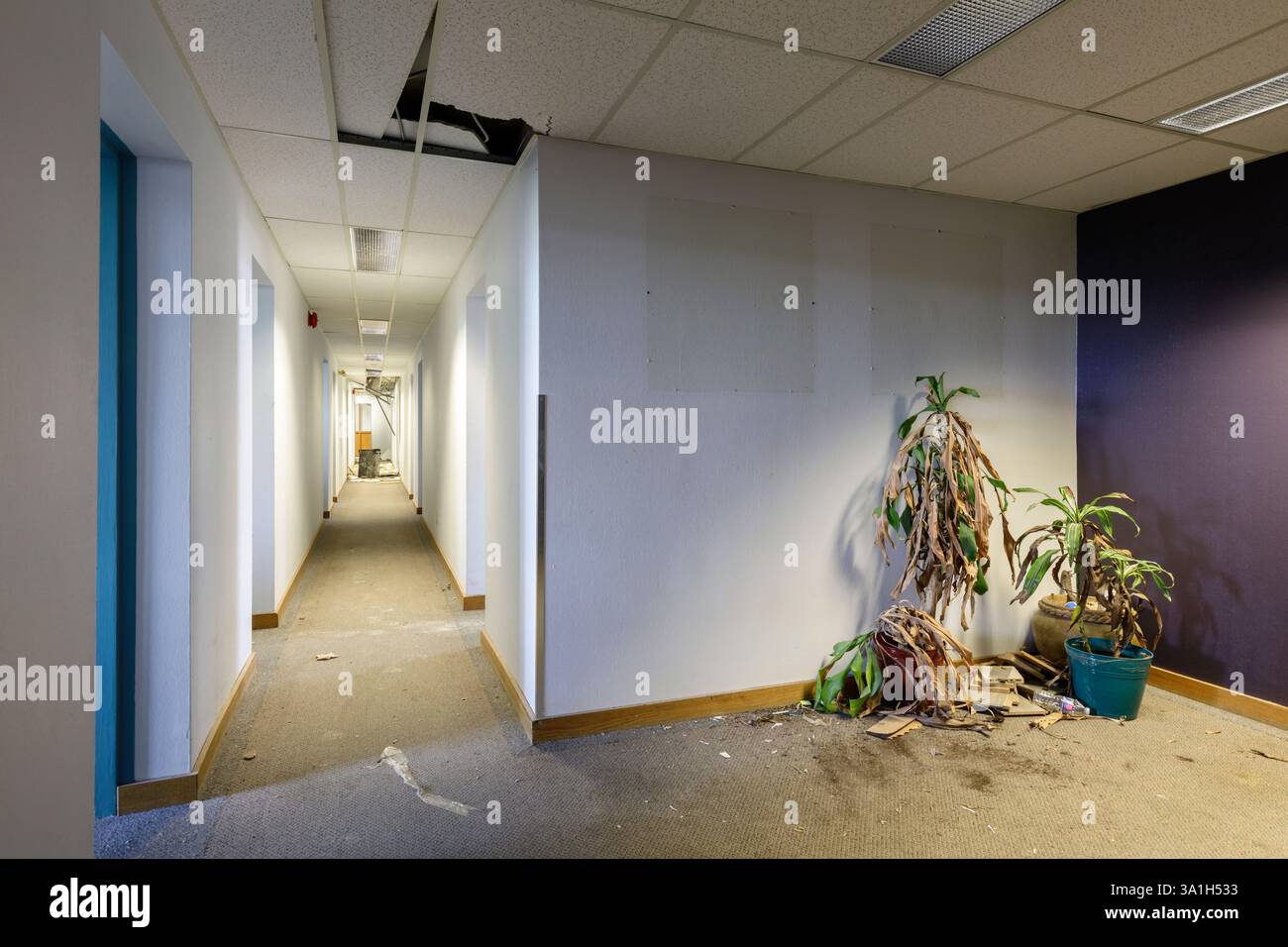 Piante morte e un corridoio molto lungo in un edificio di uffici abbandonato. Questo edificio è stato demolito Foto Stock