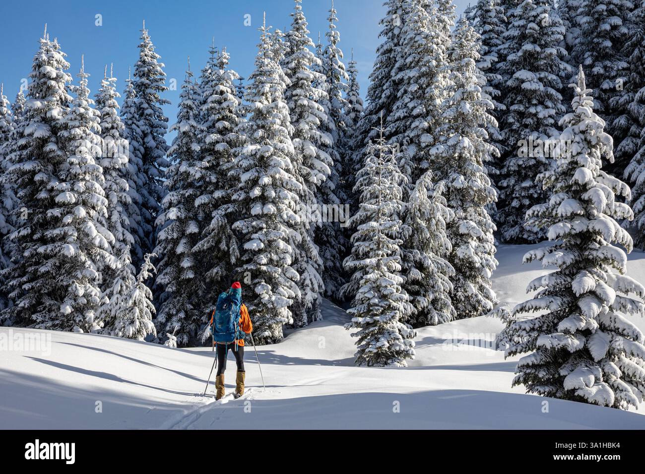 WA28177-00...WASHINGTON - neve fresca lungo il percorso del Tenth Mountain Division Memorial. Foto Stock