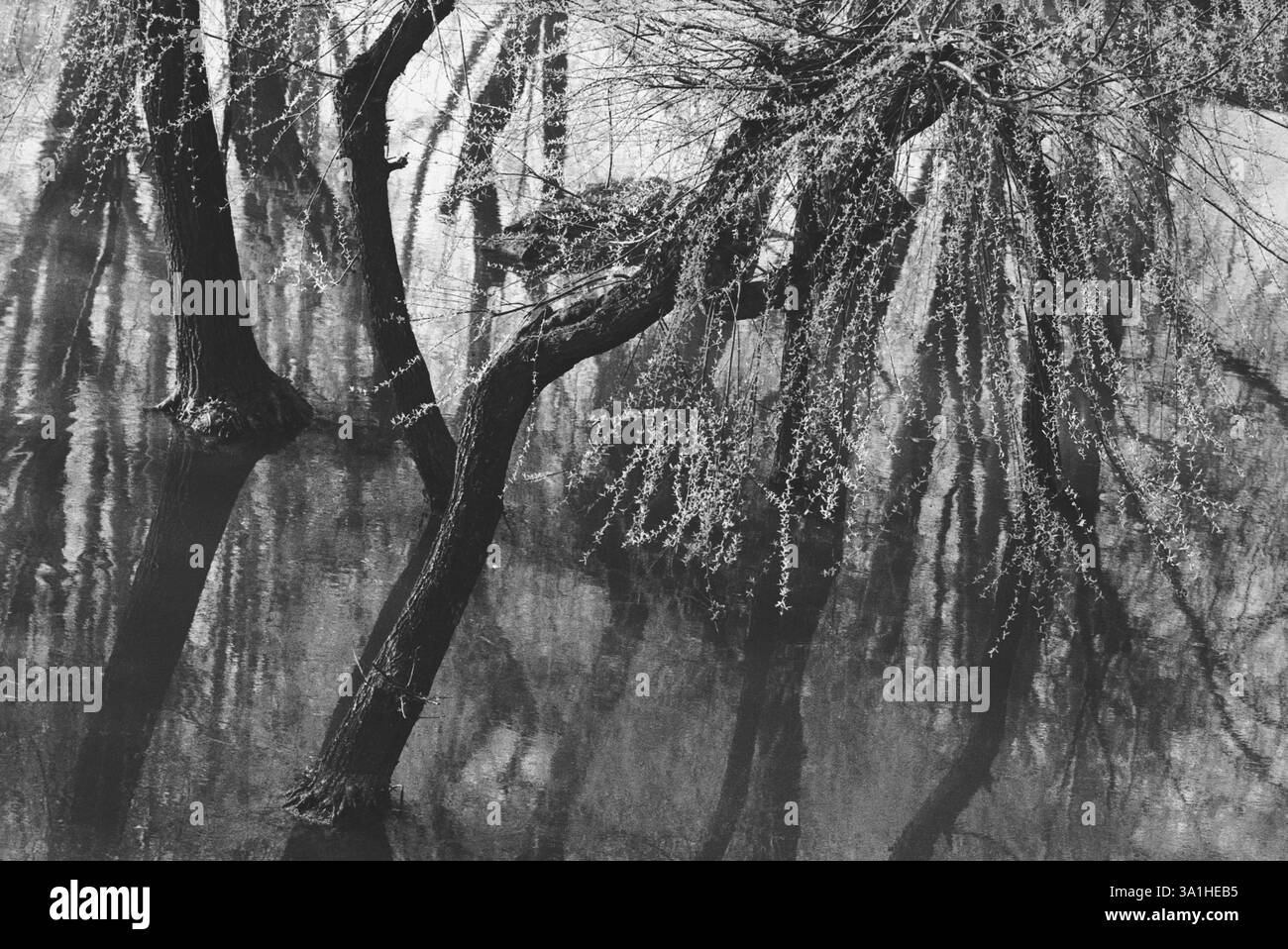 Forma di albero Foto Stock