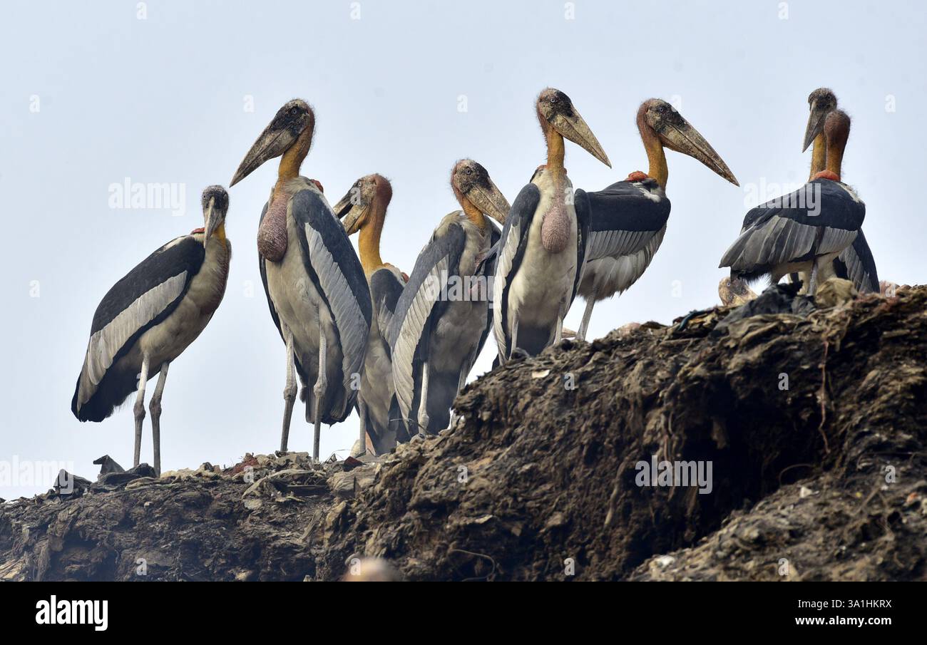 Guwahati, Guwahati, India. 8 marzo 2025. Sabato 8 marzo 2025 un branco di cicogne addizionate si trova in un muro di confine vicino alla discarica di rifiuti a Guwahati in India. (Credit Image: © Dasarath Deka/ZUMA Press Wire) SOLO PER USO EDITORIALE! Non per USO commerciale! Crediti: ZUMA Press, Inc./Alamy Live News Foto Stock