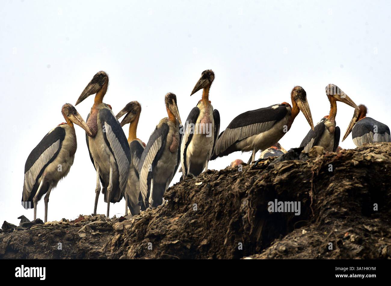 Guwahati, Guwahati, India. 8 marzo 2025. Sabato 8 marzo 2025 un branco di cicogne addizionate si trova in un muro di confine vicino alla discarica di rifiuti a Guwahati in India. (Credit Image: © Dasarath Deka/ZUMA Press Wire) SOLO PER USO EDITORIALE! Non per USO commerciale! Crediti: ZUMA Press, Inc./Alamy Live News Foto Stock