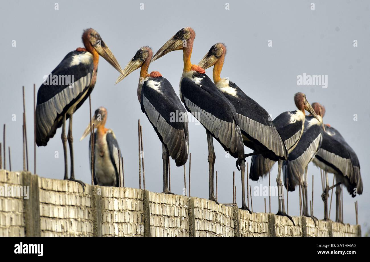 Guwahati, Guwahati, India. 8 marzo 2025. Sabato 8 marzo 2025 un branco di cicogne addizionate si trova in un muro di confine vicino alla discarica di rifiuti a Guwahati in India. (Credit Image: © Dasarath Deka/ZUMA Press Wire) SOLO PER USO EDITORIALE! Non per USO commerciale! Crediti: ZUMA Press, Inc./Alamy Live News Foto Stock