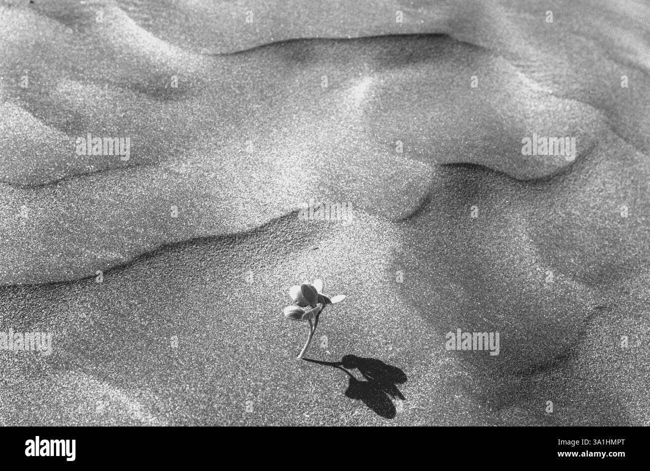 Mostra le piante del deserto Foto Stock