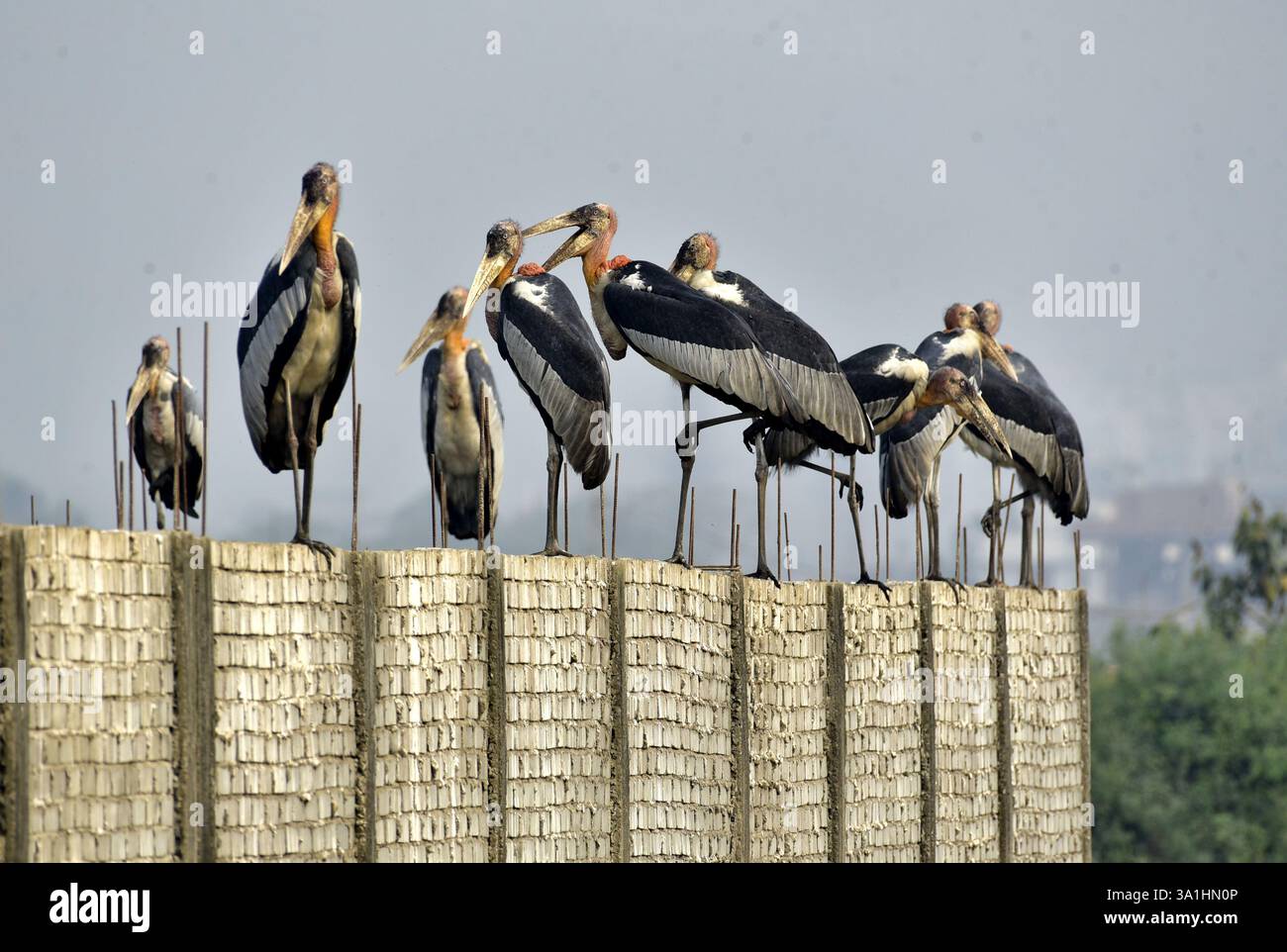 Guwahati, Guwahati, India. 8 marzo 2025. Sabato 8 marzo 2025 un branco di cicogne addizionate si trova in un muro di confine vicino alla discarica di rifiuti a Guwahati in India. (Credit Image: © Dasarath Deka/ZUMA Press Wire) SOLO PER USO EDITORIALE! Non per USO commerciale! Crediti: ZUMA Press, Inc./Alamy Live News Foto Stock