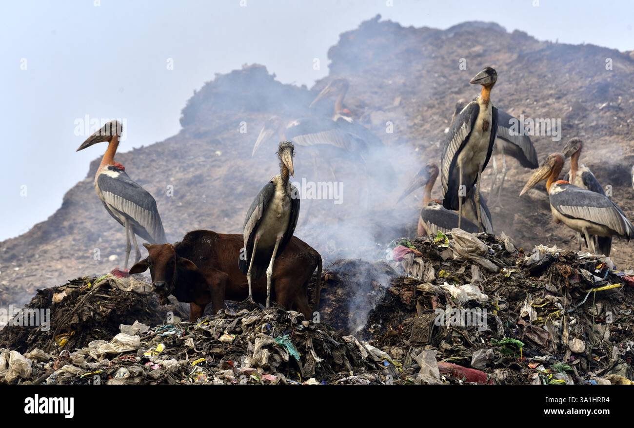 Guwahati, Guwahati, India. 8 marzo 2025. Sabato 8 marzo 2025 un branco di cicogne addizionate siede in una discarica a Guwahati in India. (Credit Image: © Dasarath Deka/ZUMA Press Wire) SOLO PER USO EDITORIALE! Non per USO commerciale! Crediti: ZUMA Press, Inc./Alamy Live News Foto Stock