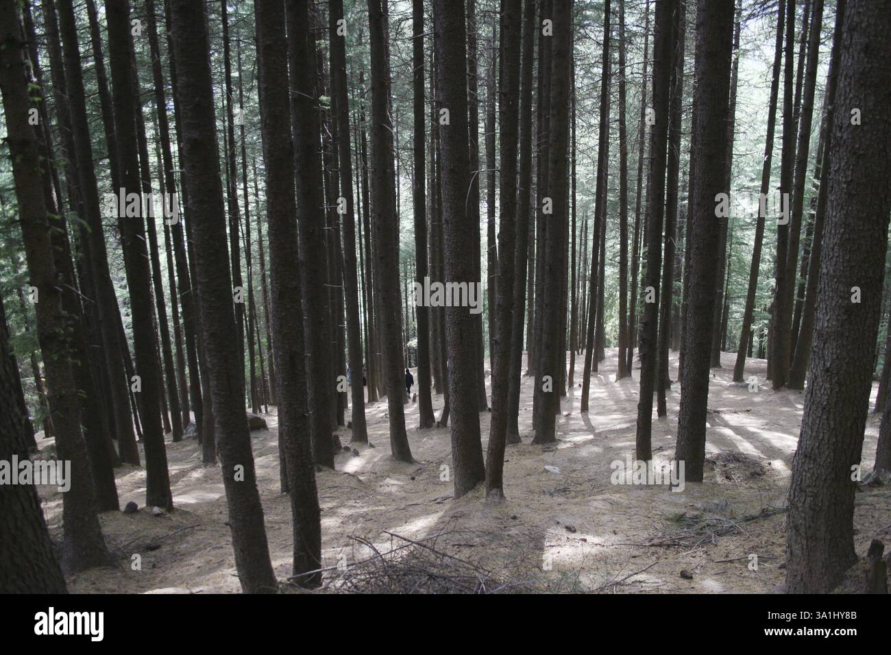 Deodar Forest, Nehru kund, Manali, Himachal Pradesh, India, Asia Foto Stock