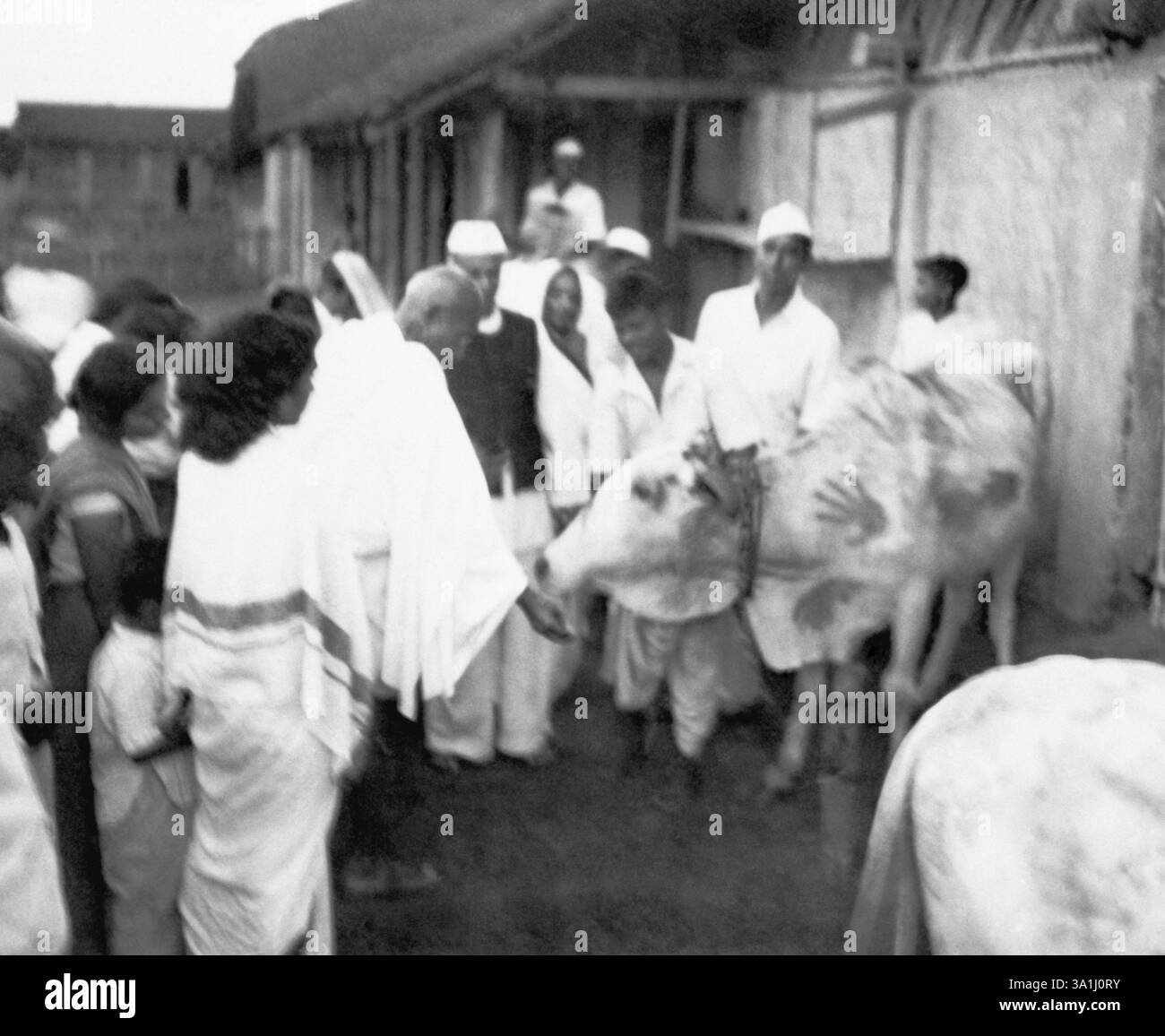 Mahatma Gandhi, circondato da Sushila Nayar e altri, che dà da mangiare a una mucca al Sevagram Ashram, 1944 NO MR Foto Stock