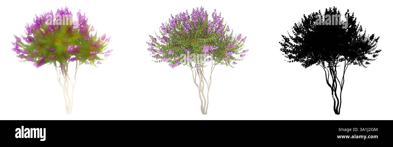 Set o collezione di alberi di mirto Crape, dipinti, naturali e con una silhouette nera su sfondo bianco. Illustrazione concettuale o concettuale 3d. Foto Stock