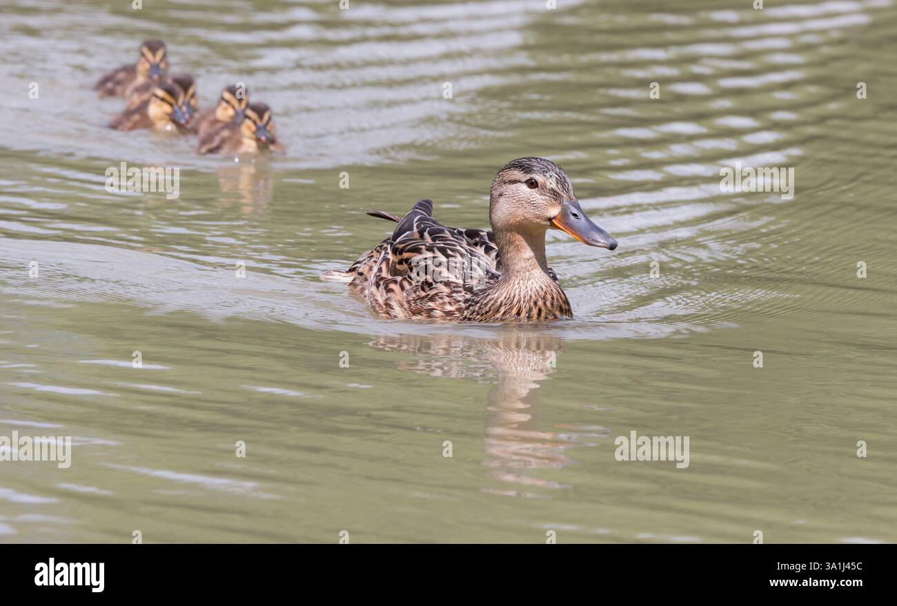Mallard [ Anas platyrhynchos ] donna adulta con anatroccoli fuori fuoco che seguono dietro Foto Stock