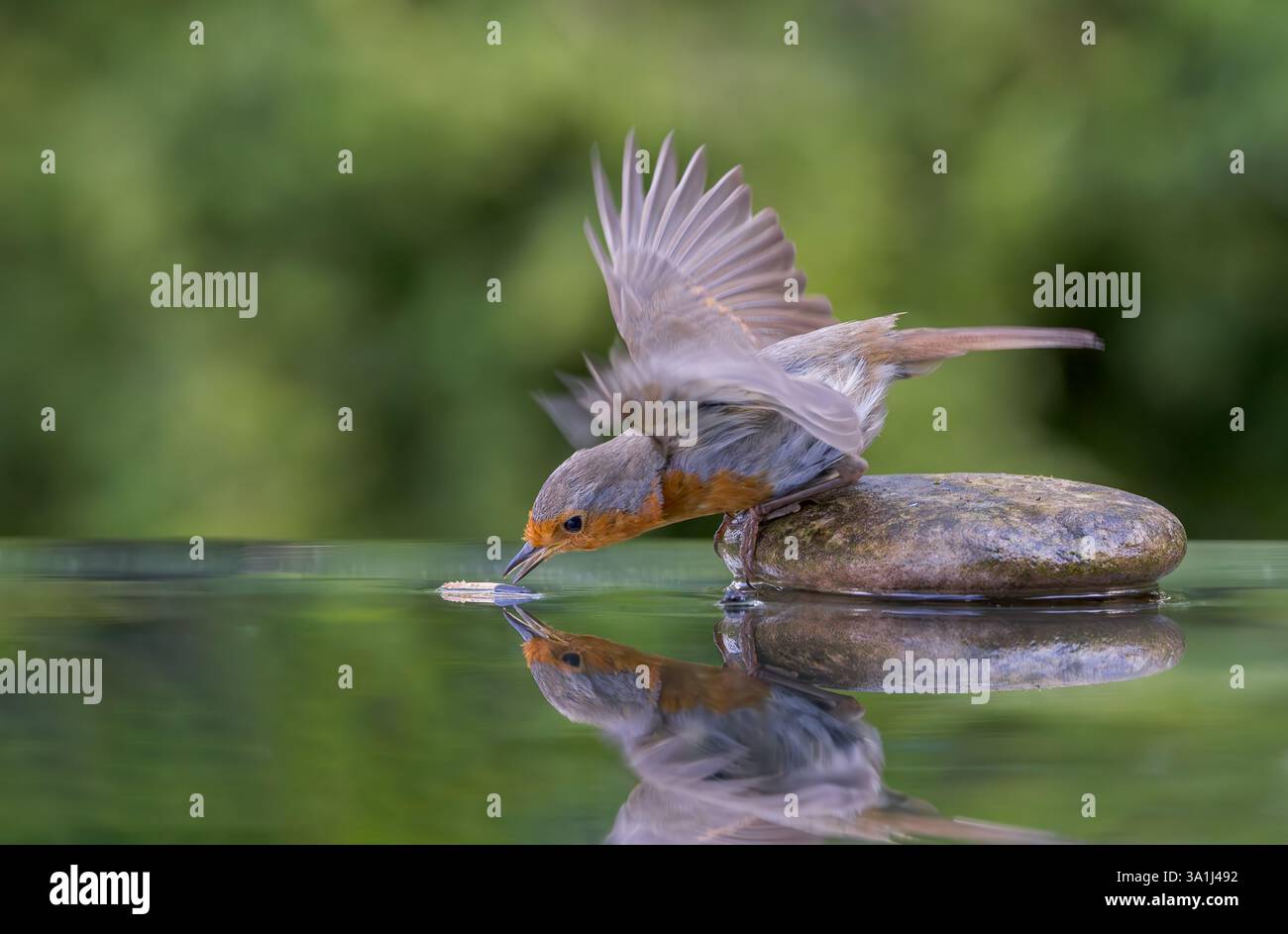 Robin europeo [ erithacus rubecula ] su una pietra che prende un verme da una piscina riflettente con ali allungate Foto Stock