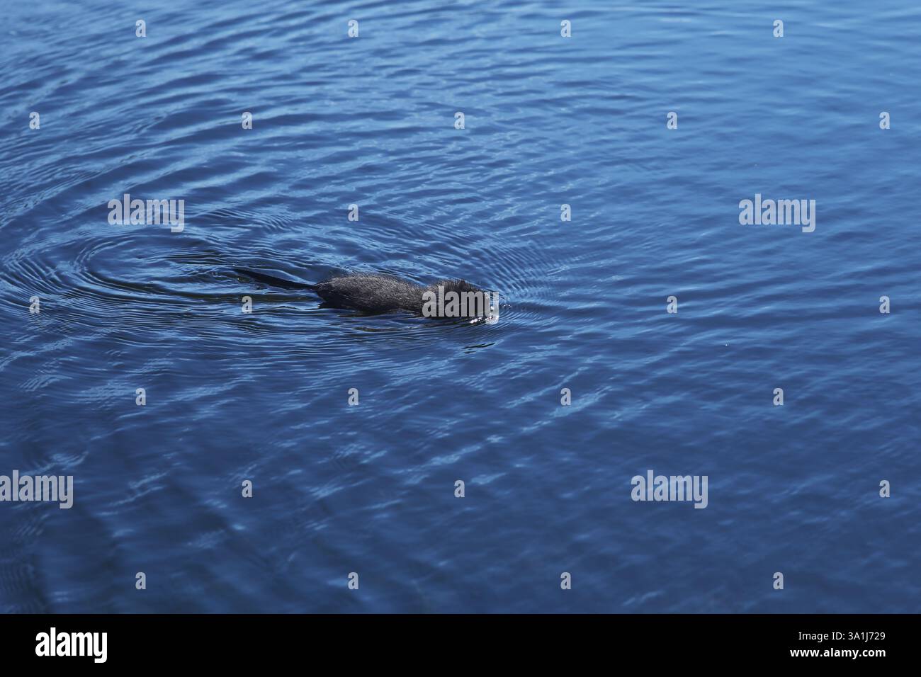 Nuoto in nutria selvatica, che radica l'acqua nel suo habitat naturale Foto Stock
