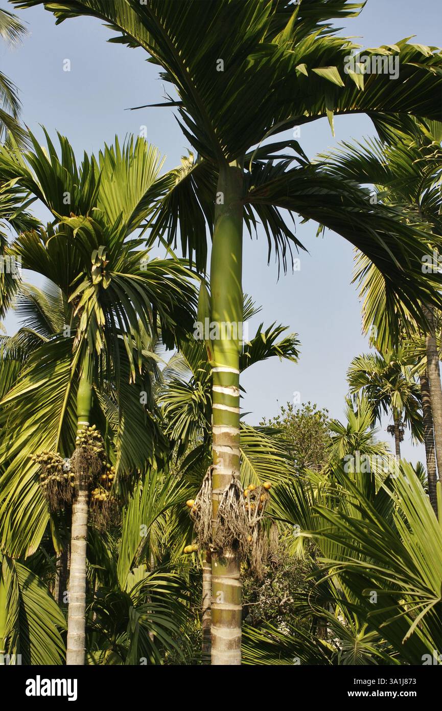 Betel NUTS Growing, Murud Janjira, District Raigad, Maharashtra, India, Asia Foto Stock