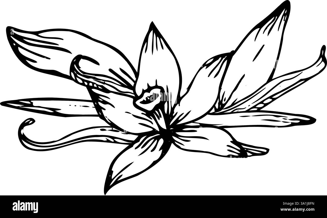 Uno schizzo vettoriale dettagliato di fiori di orchidea vanigliata e baccelli. Disegnato a mano in stile line art, perfetto per illustrazioni botaniche o confezioni di prodotti naturali Illustrazione Vettoriale