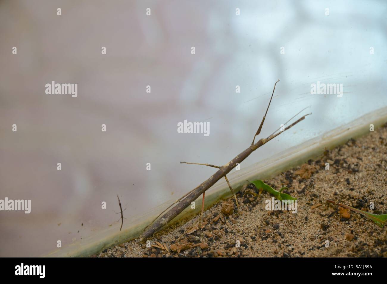 Attacca insetto e bambino su un terreno marrone. Foto Stock