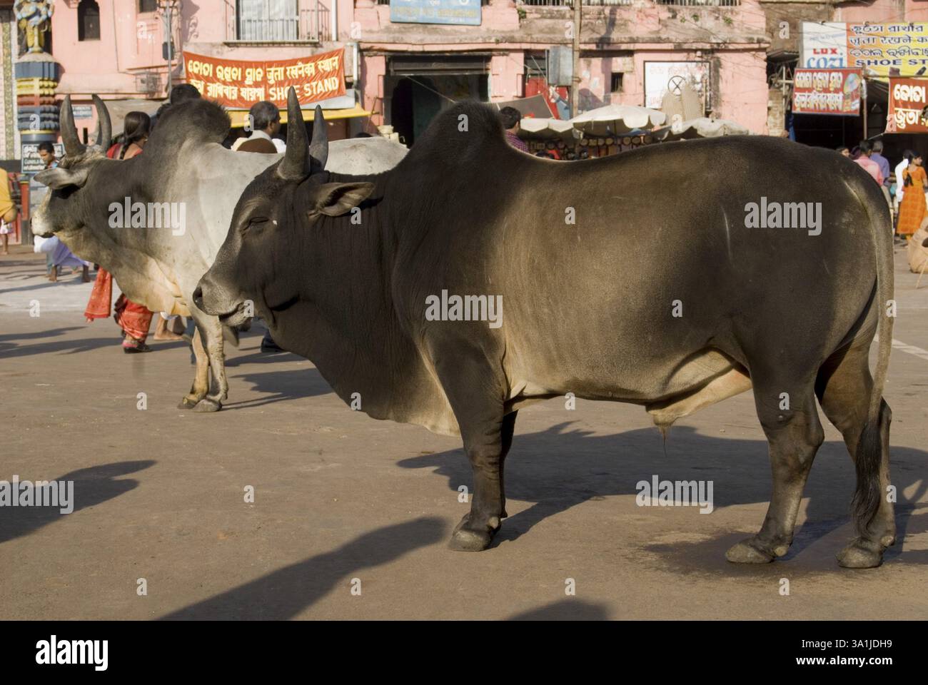 Santo toro visto qui nelle vicinanze del tempio Jagannath a Puri, Orissa, India, Asia Foto Stock