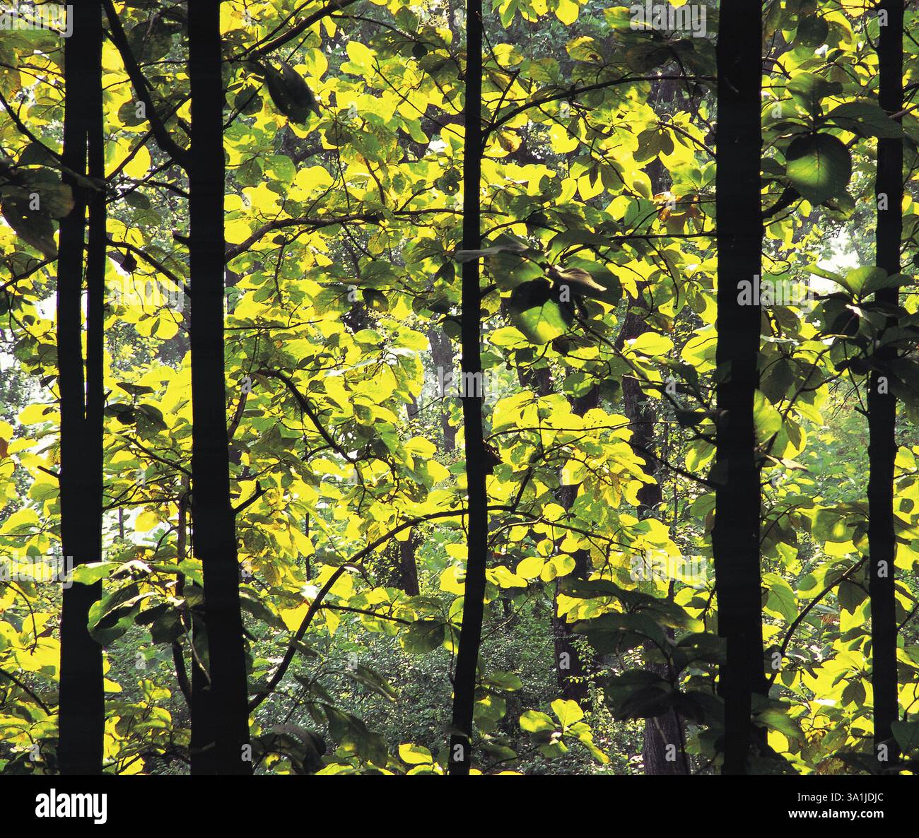 Sunbeam sulle foglie, India, Asia Foto Stock