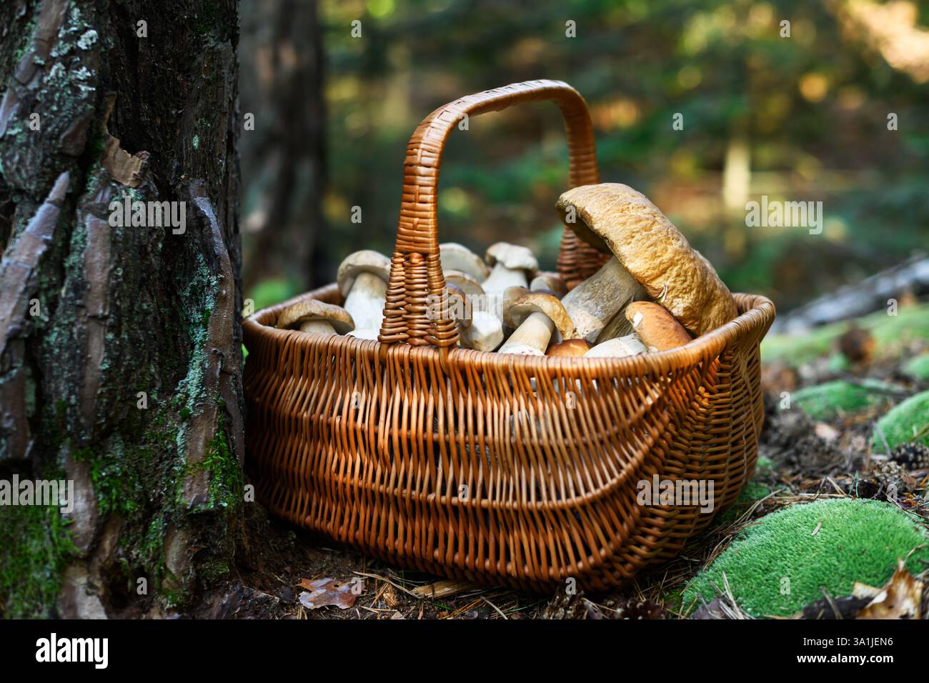 Primo piano di un cesto pieno di funghi porcini in una foresta autunnale. Albero di Mossy e funghi selvaggi, scena di foraggio Foto Stock