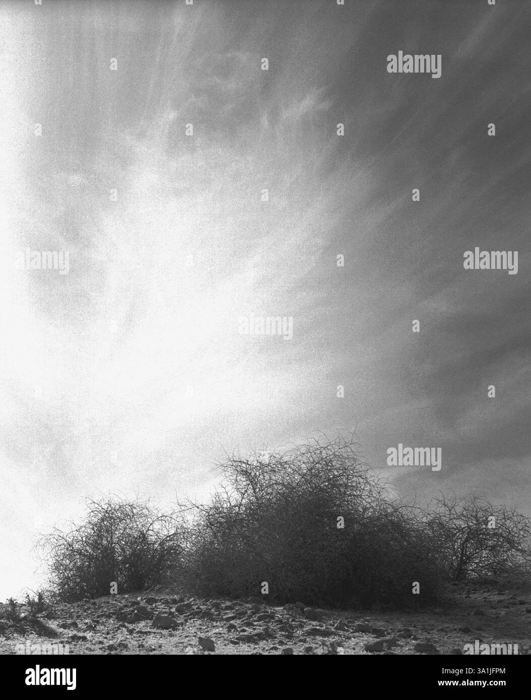 Arbusti che salgono sulla terra Foto Stock