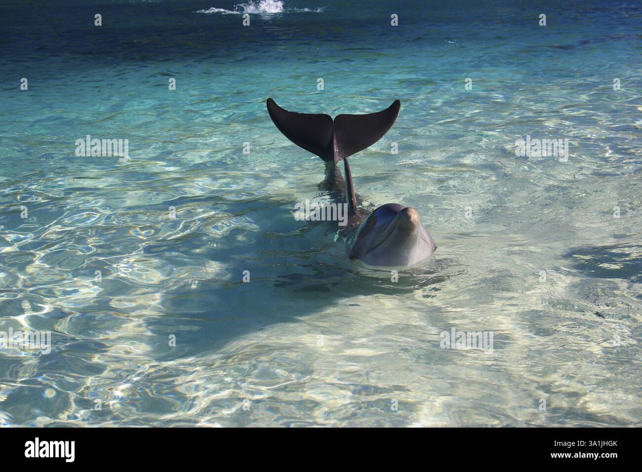A bottleNAse Dolphin, BiNAmial name Tursiops Truncatus, Scientific classification Kingdom Animalia, Phylum Chordata, Class Mammalia, Order Cetacea, fa Foto Stock