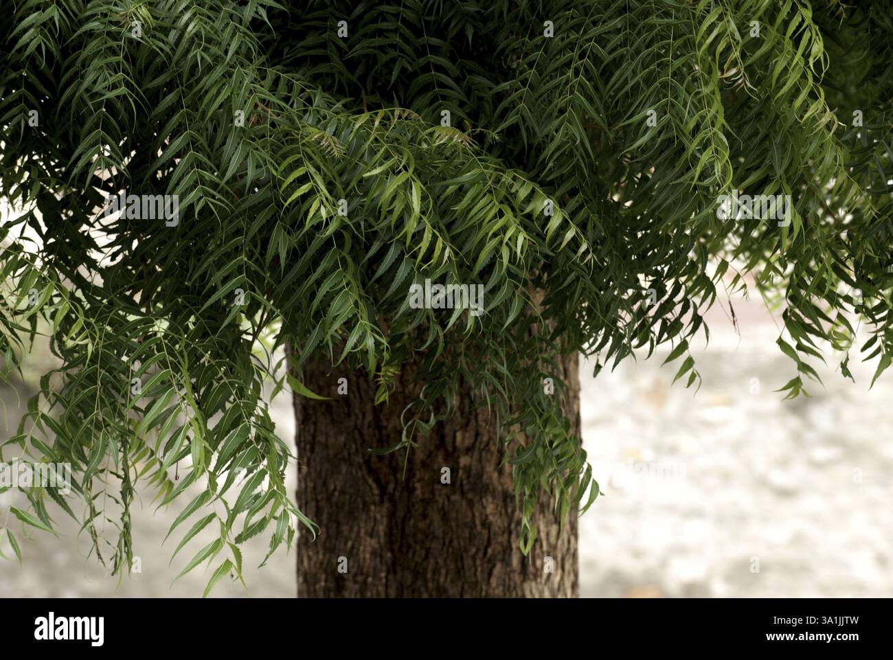 Neem Tree, città di Dilwara, Rajasthan, India, Asia Foto Stock