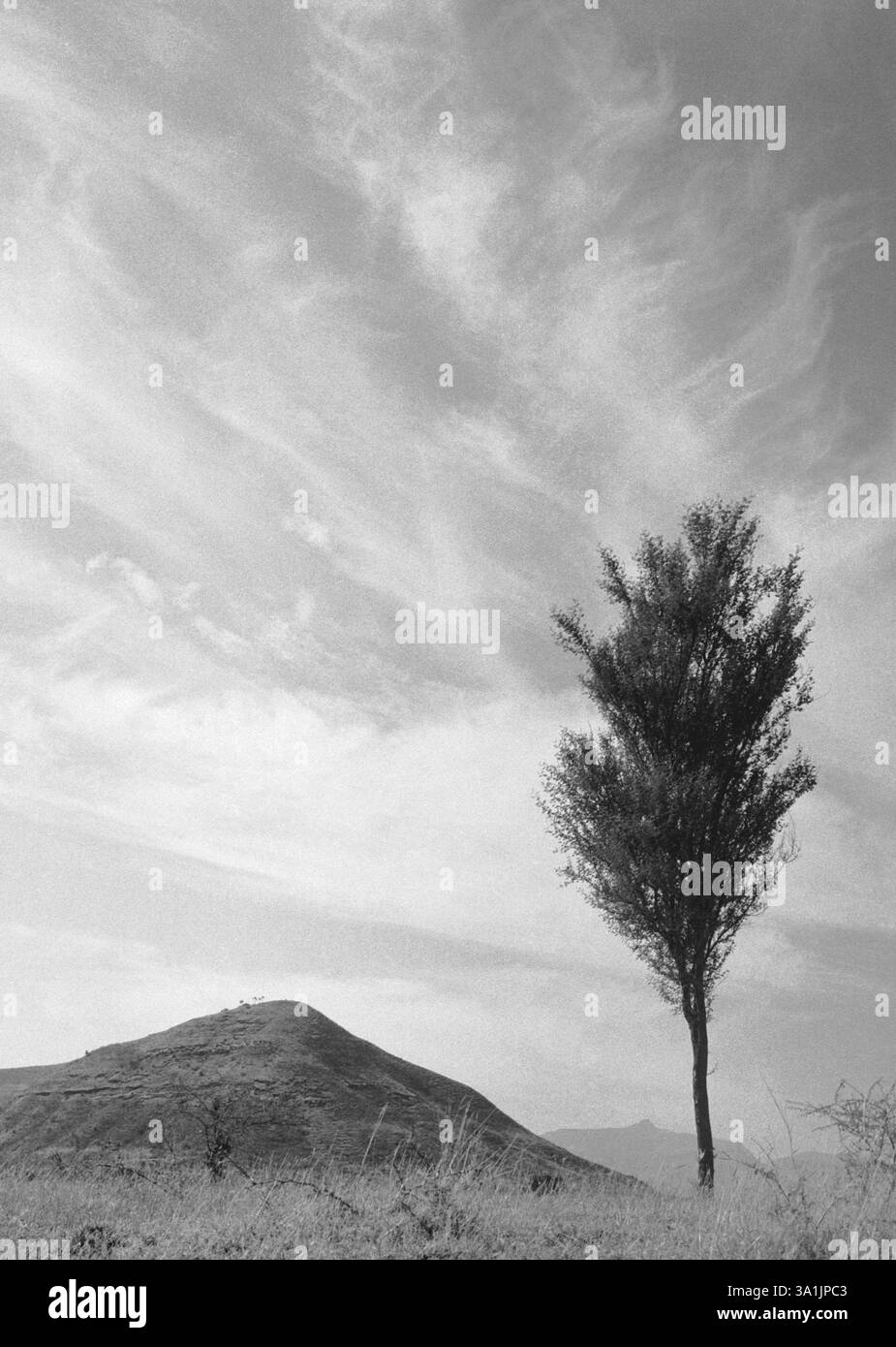 Forma di albero e sabbia Foto Stock