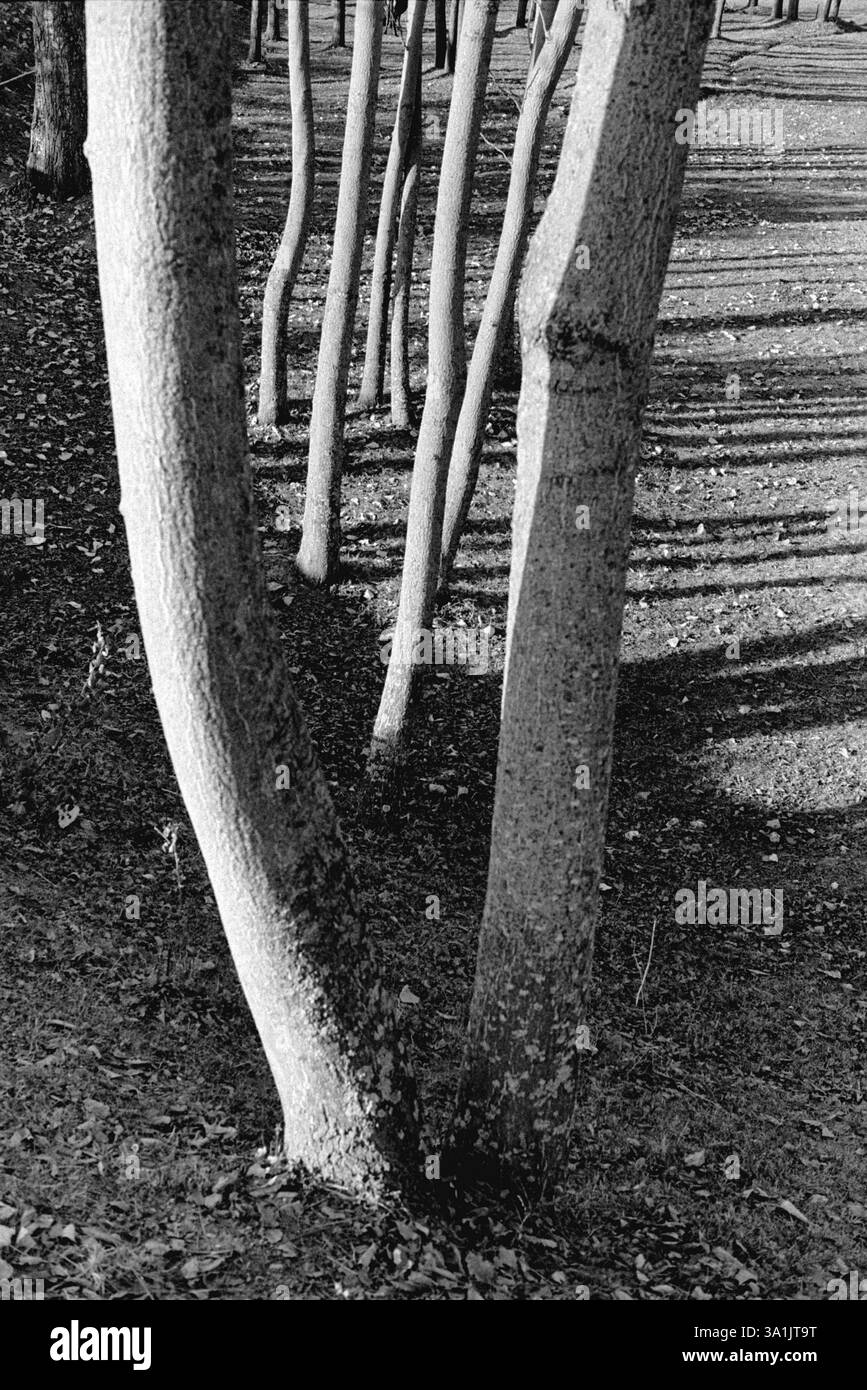 Forma di tronco d'albero Foto Stock