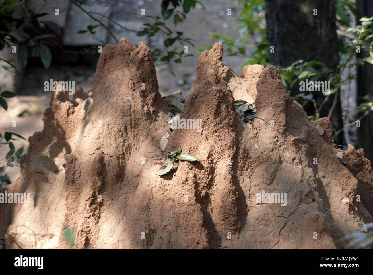 Una formica a Matheran, distretto di Raigad, Maharashtra, India, Asia Foto Stock